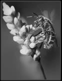Nature Photography